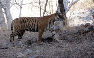 tiger2